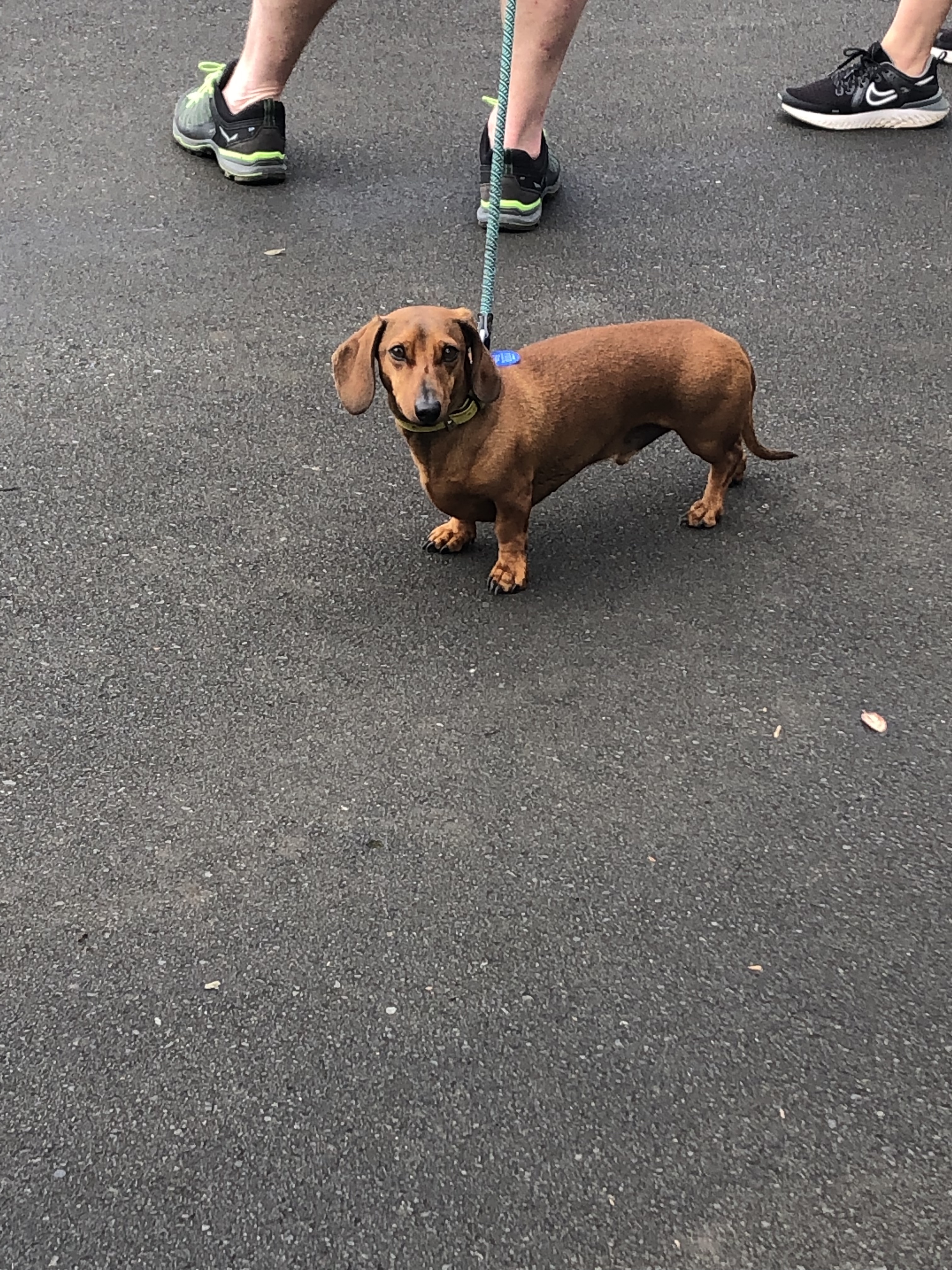 daschund dog on road in park
