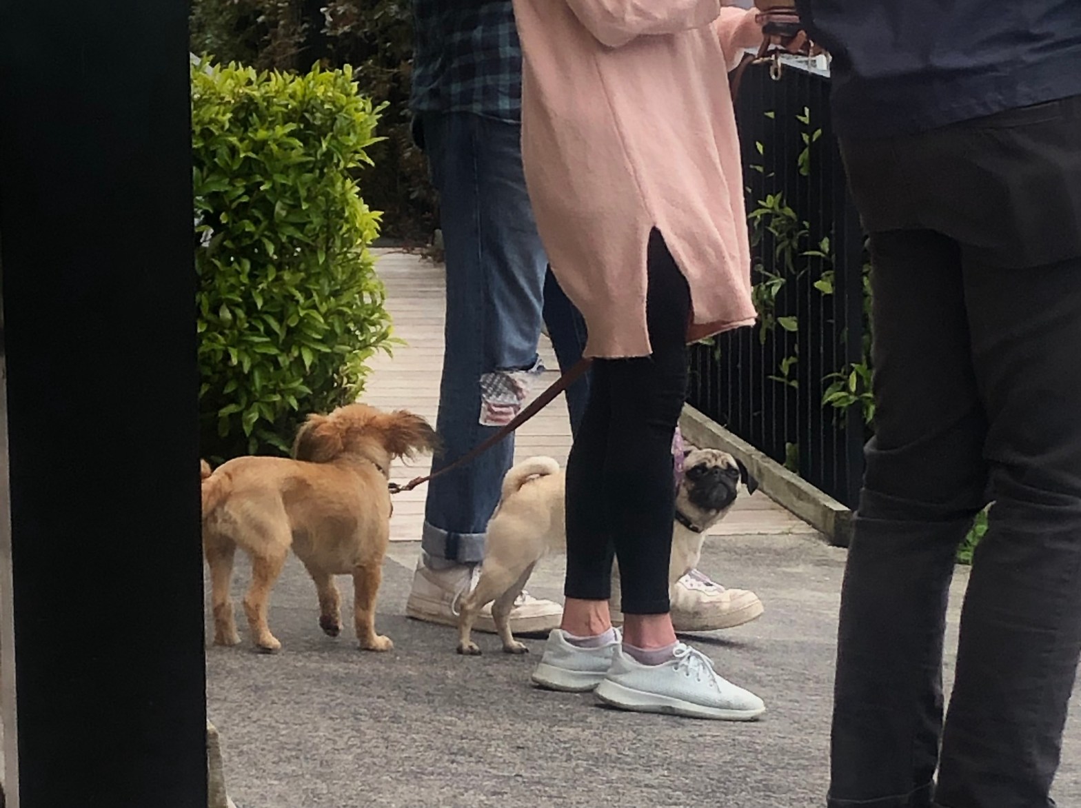 two dogs amongst a sea of legs